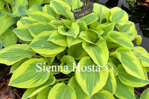 Hosta Carry On