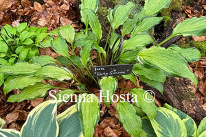 Hosta Early Sunrise