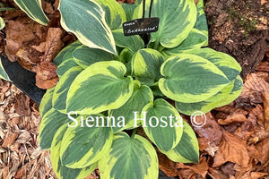 Hosta Bedazzled