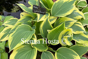 Hosta Lacy Belle