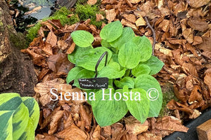 Hosta 'Needlepoint'