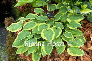 Hosta 'Pilgrim'