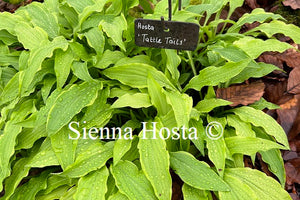 Hosta 'Tattle Tails'