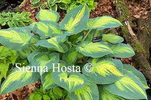 Hosta Forbidden Fruit