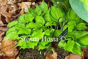 Hosta Cracker Crumbs