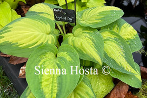 Hosta Light of Day