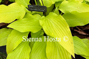 Hosta Golden Oriole