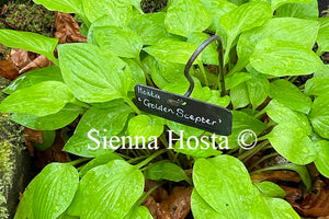 Hosta Golden Scepter