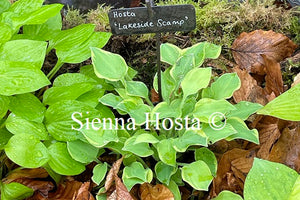 Hosta Lakeside Scamp