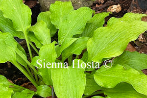 Hosta Golden Oriole