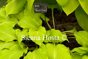 Hosta Fruit Punch