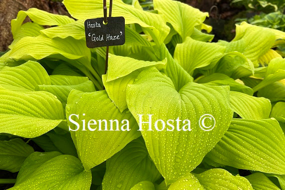 Hosta Gold Haze