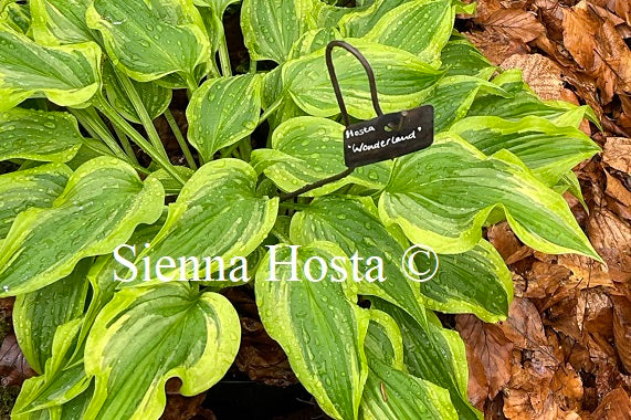 Hosta 'Wonderland'