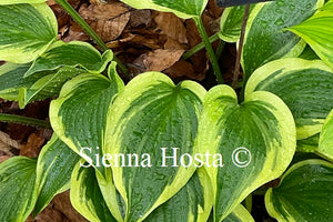 Hosta 'On the Border'