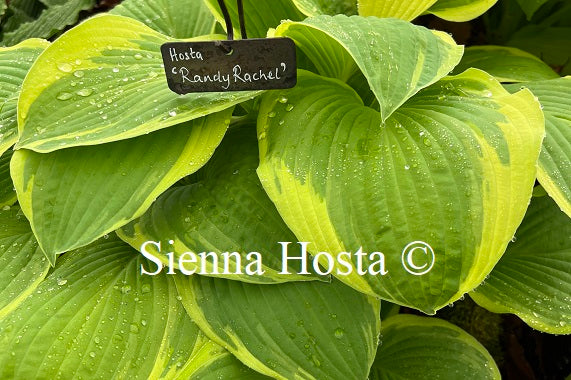 Hosta 'Randy Rachel' - Sienna Hosta