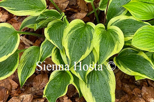 Hosta 'On the Border'