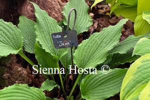 Hosta Jaws