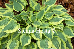 Hosta Carry On