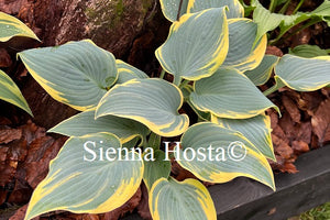 Hosta First Frost