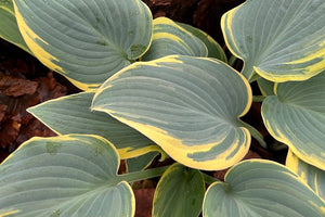 Hosta First Frost