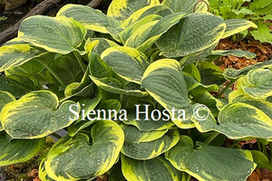 Hosta Christmas Tree