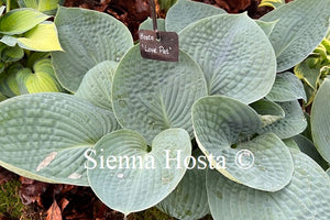 Hosta Love Pat