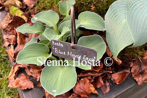 Hosta 'Blue Mouse Ears'