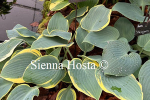 Hosta First Frost