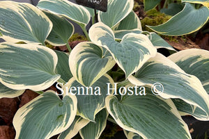 Hosta El Nino