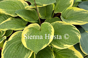 Hosta Christmas Tree