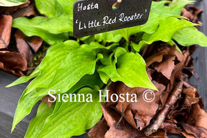 Hosta Little Red Rooster