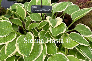 Hosta Diamond Tiara