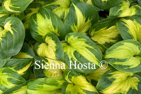 Hosta 'Etched Glass'