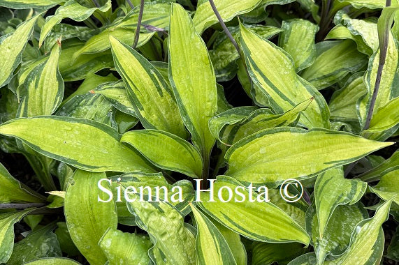 Hosta 'Flemish Beauty'