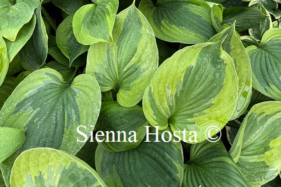 Hosta 'Greatest Hulk'