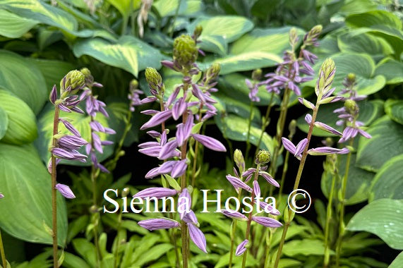 Hosta 'Time in a Bottle'