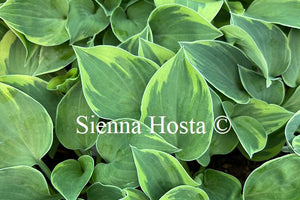 Hosta 'Snowy Lake'
