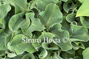 Hosta 'Ruffled Mouse Ears'