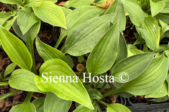 Hosta nakaiana