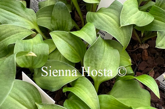 Hosta 'Tom Thumb'