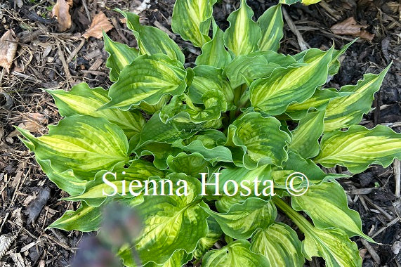 Hosta Lakeside Paisley Print