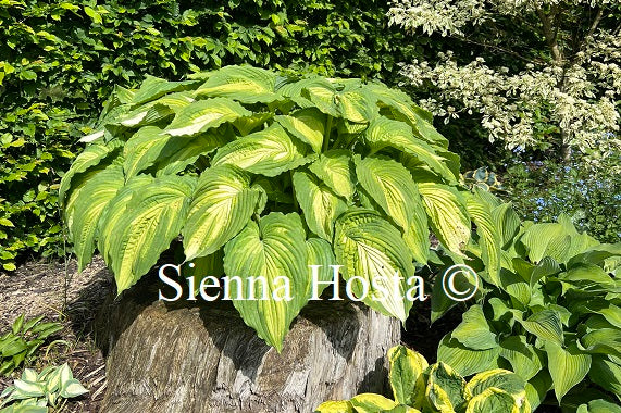 Hosta 'War Paint' - Sienna Hosta