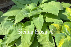 Hosta Love Song