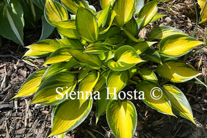 Hosta June Spirit