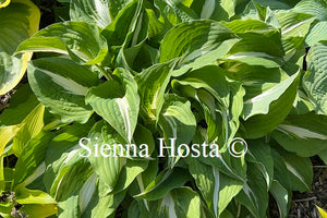 Hosta 'Night Before Christmas'