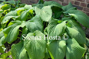 Hosta 'Niagara Falls'