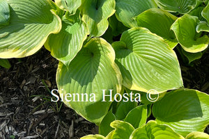 Hosta Winter Snow