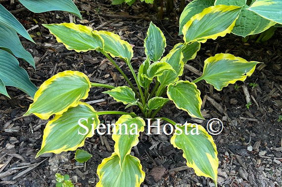 Hosta 'Tea at Betty's'