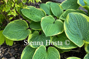 Hosta Christmas Tree