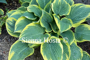 Hosta Lakeside Rhapsody